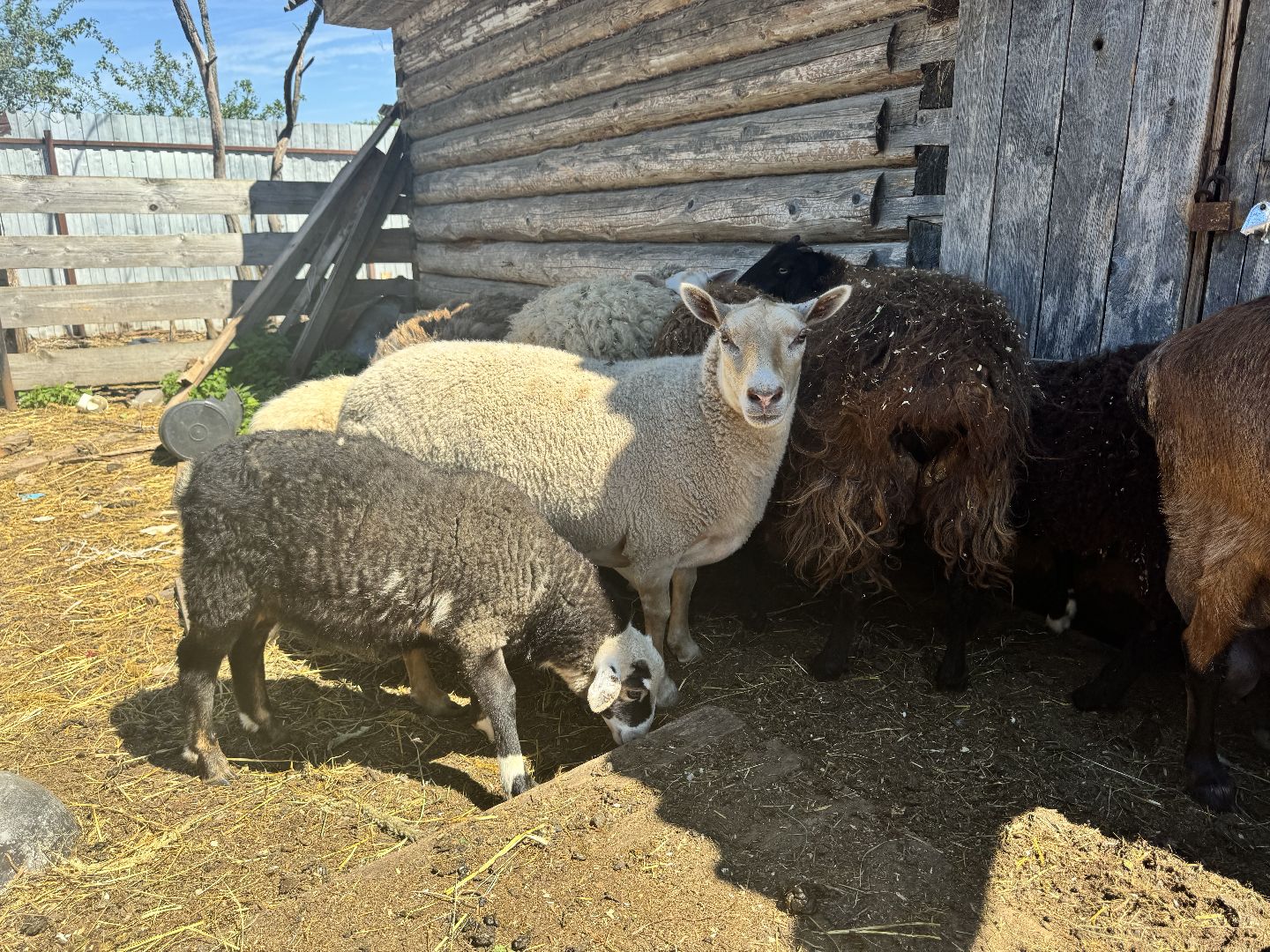 шаховская, агротуризм, сельское хозяйство,