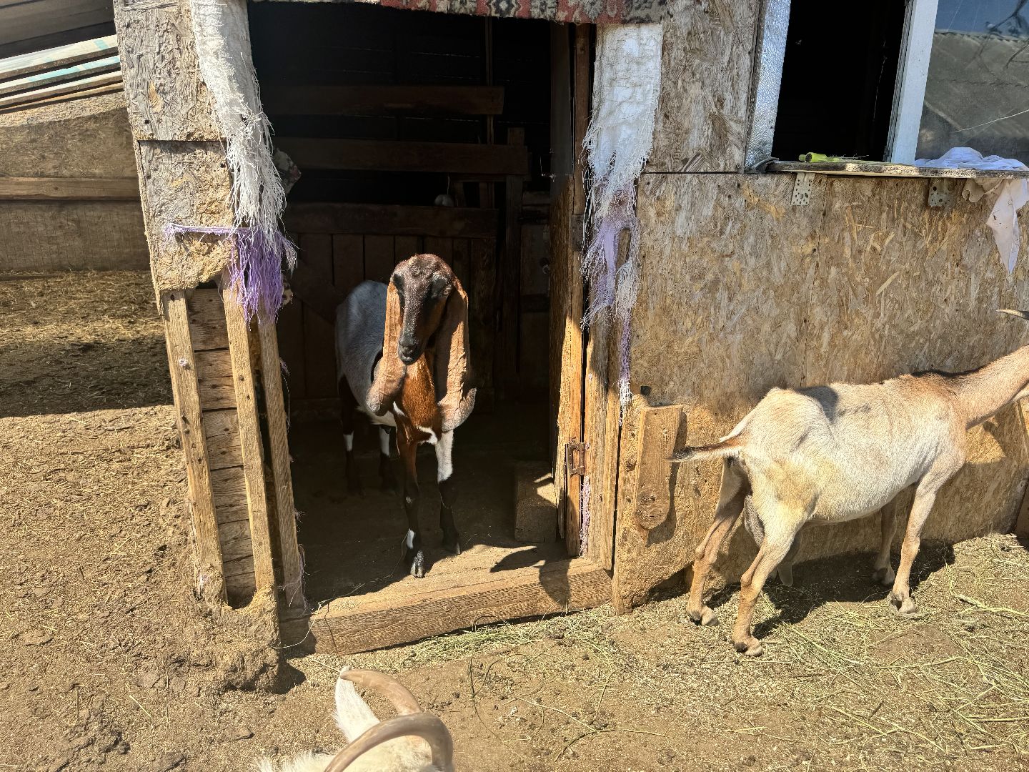 шаховская, агротуризм, сельское хозяйство,