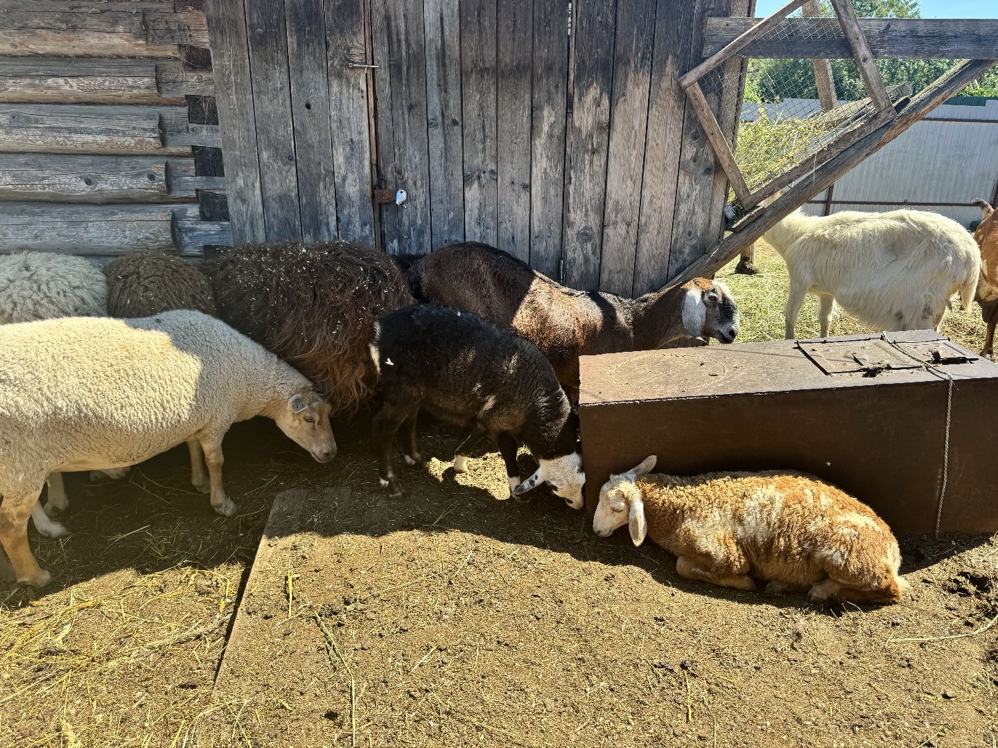 шаховская, агротуризм, сельское хозяйство,