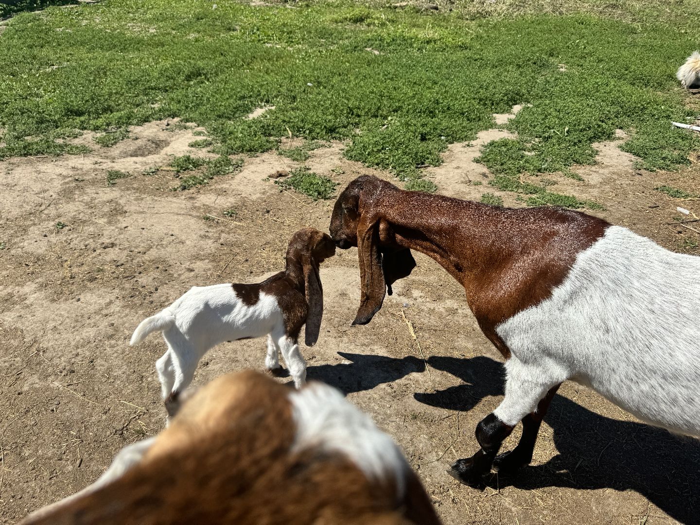 шаховская, агротуризм, сельское хозяйство,