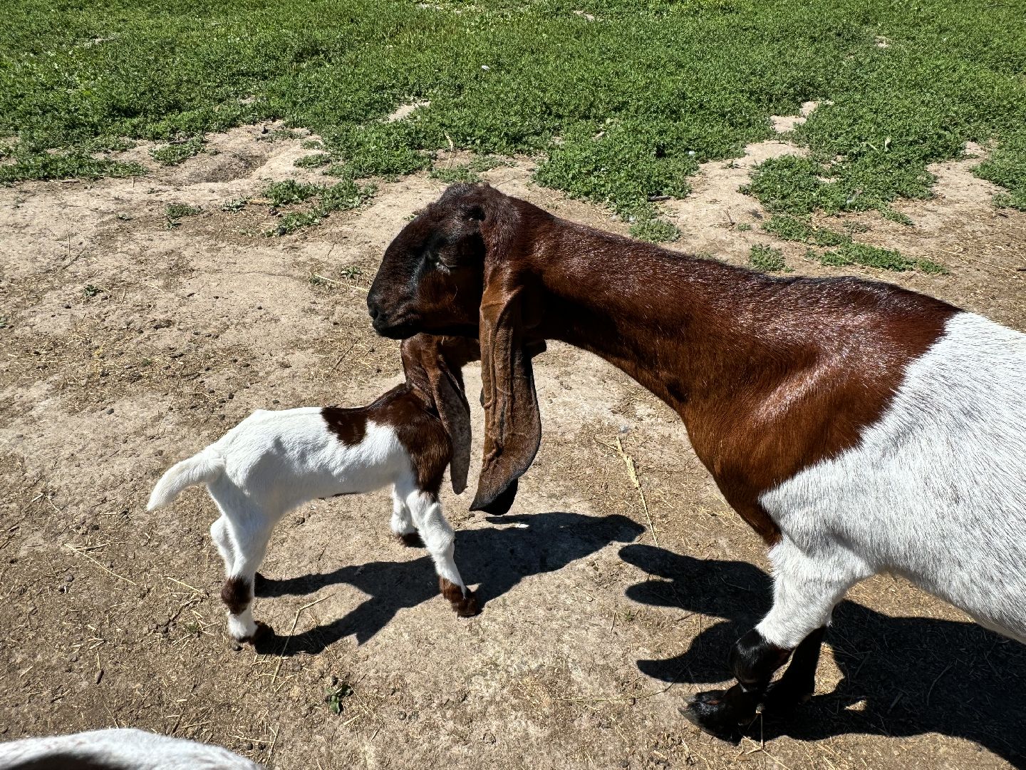 шаховская, агротуризм, сельское хозяйство,