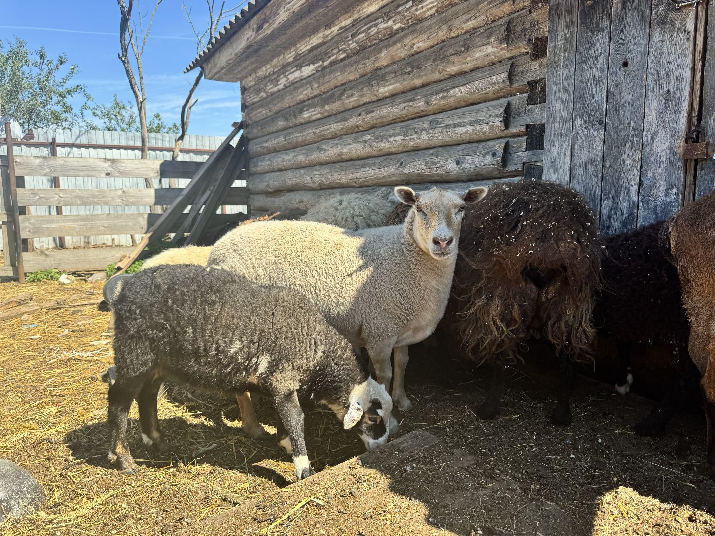 шаховская, агротуризм, сельское хозяйство,