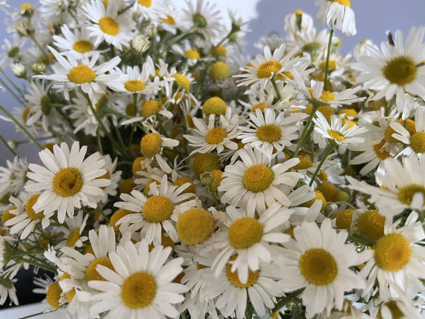 ромашки, ромашковое настроение, наро-фоминск, день семьи любви и верности, волонтеры подмосковья, движение первых подмосковья,