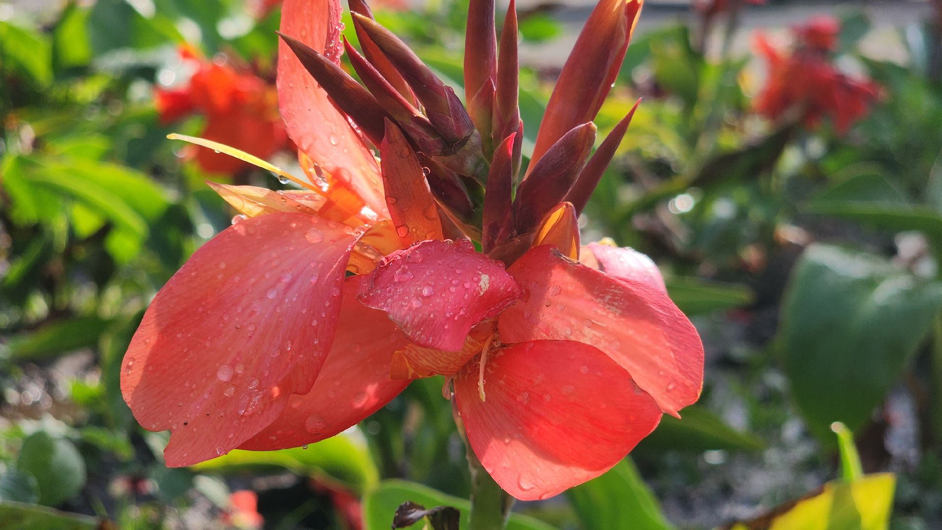 ступино, Полив цветов, комфортная городская среда,