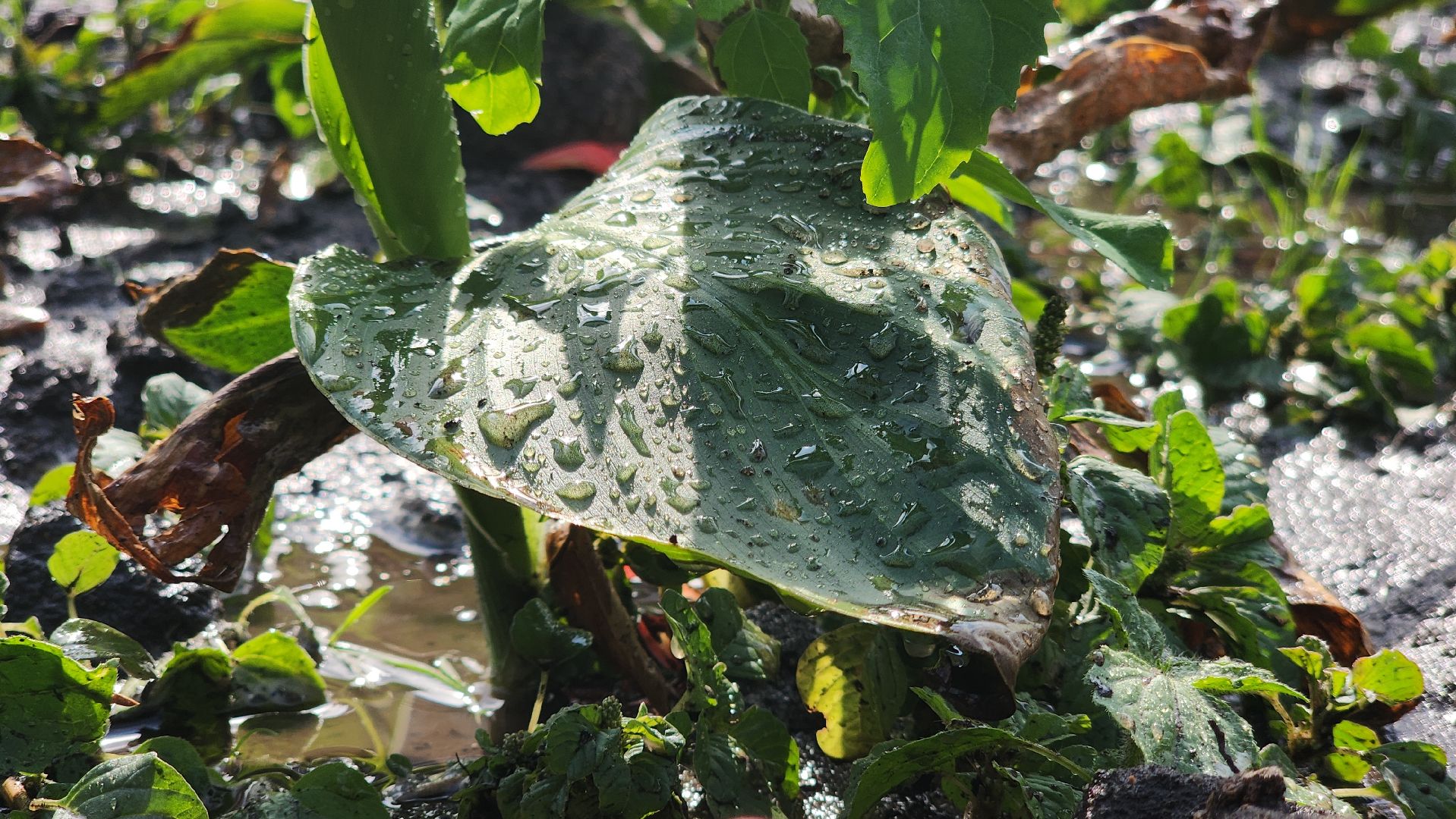 ступино, Полив цветов, комфортная городская среда,
