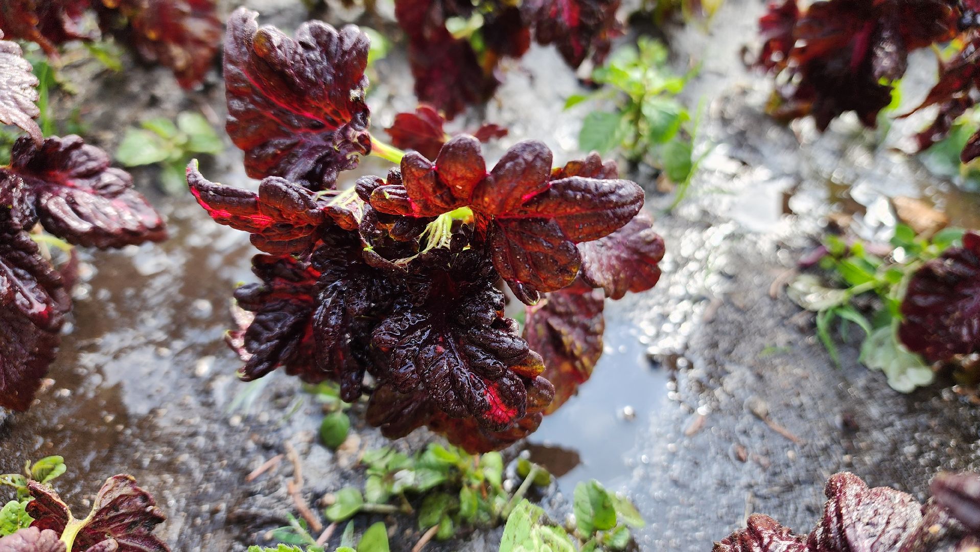 ступино, Полив цветов, комфортная городская среда,