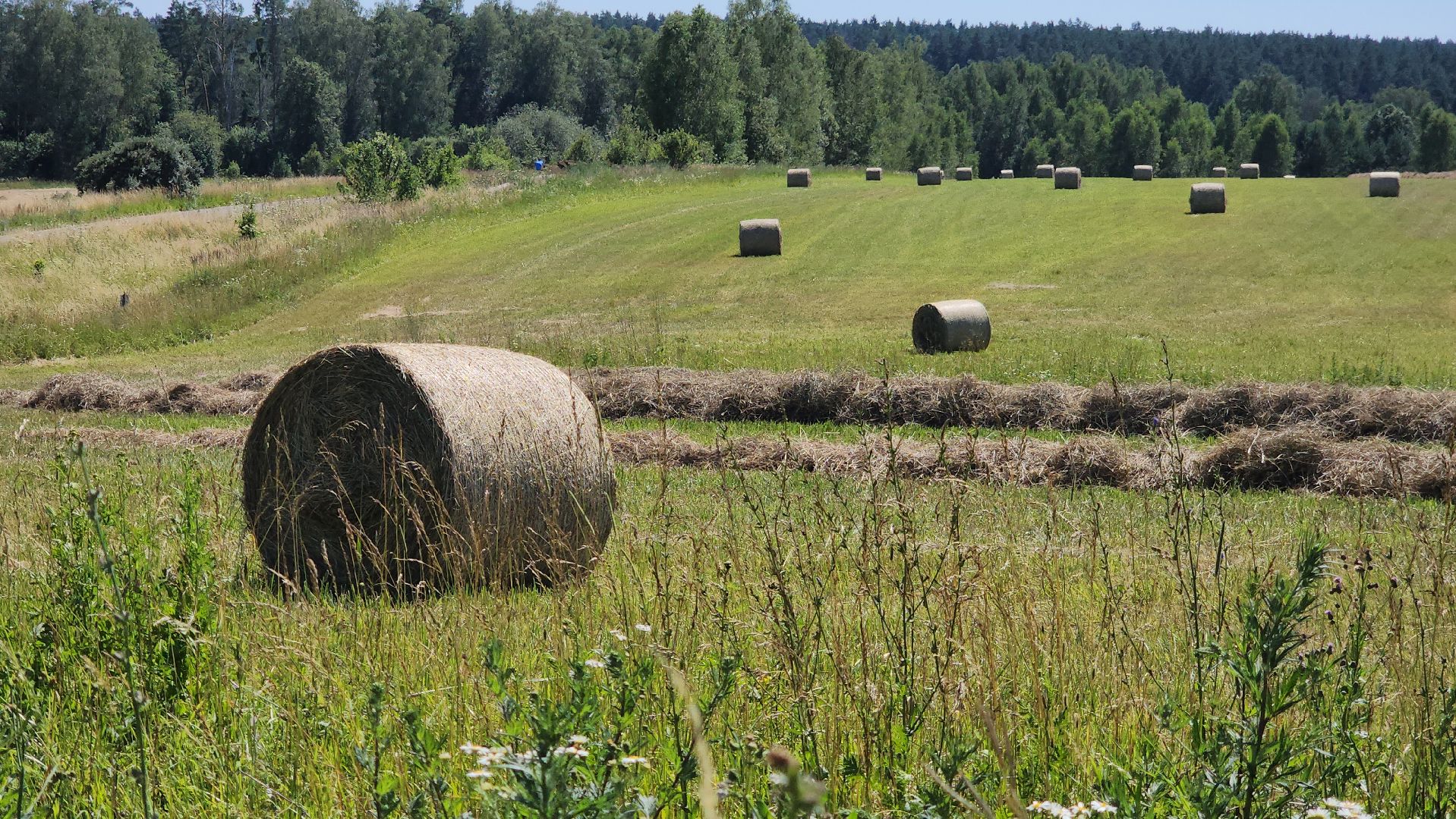 серпухов, деревня барыбино, заготовка сена, агрокомплекс, туровский, сельское хозяйство,