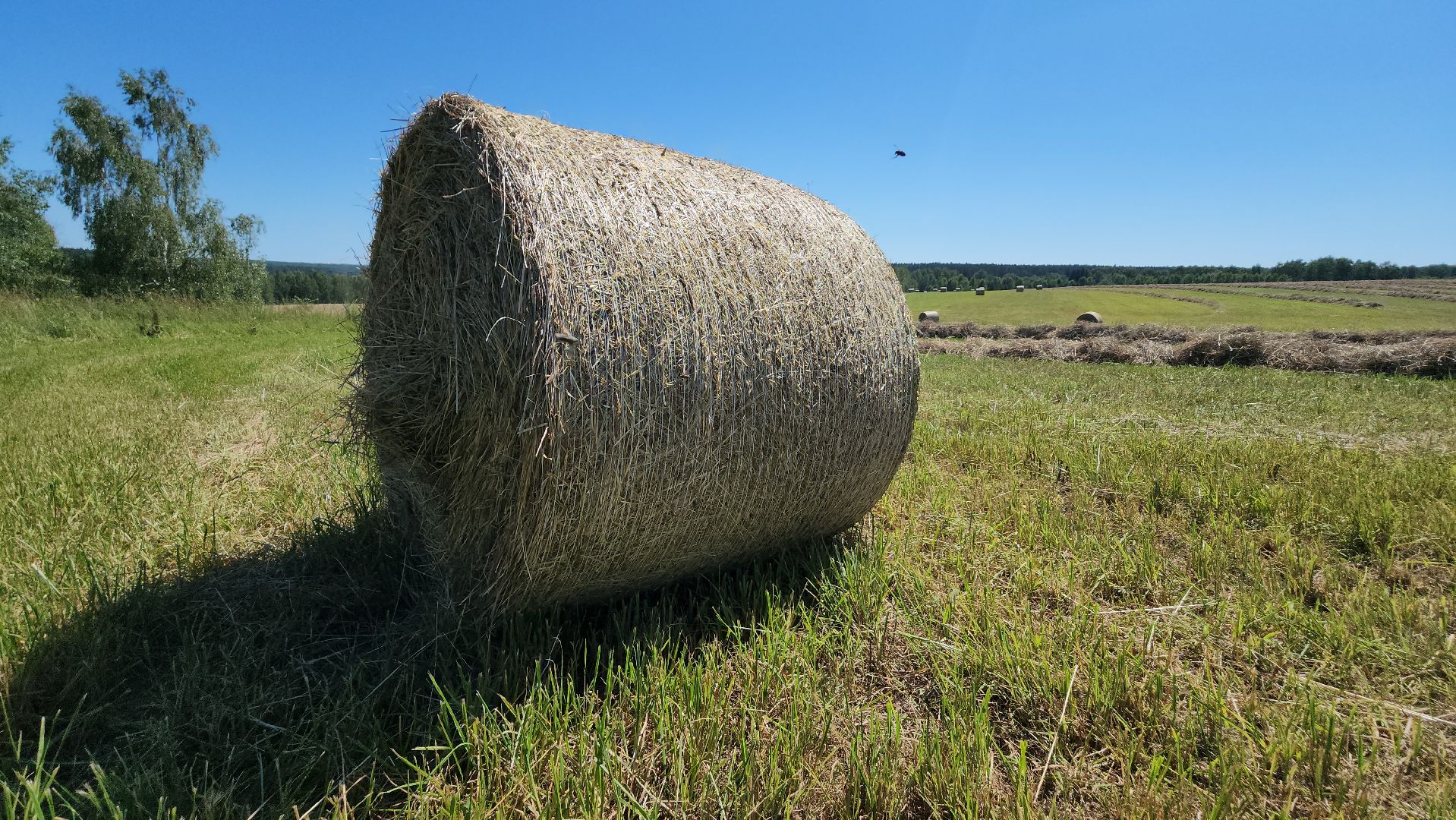 серпухов, деревня барыбино, заготовка сена, агрокомплекс, туровский, сельское хозяйство,