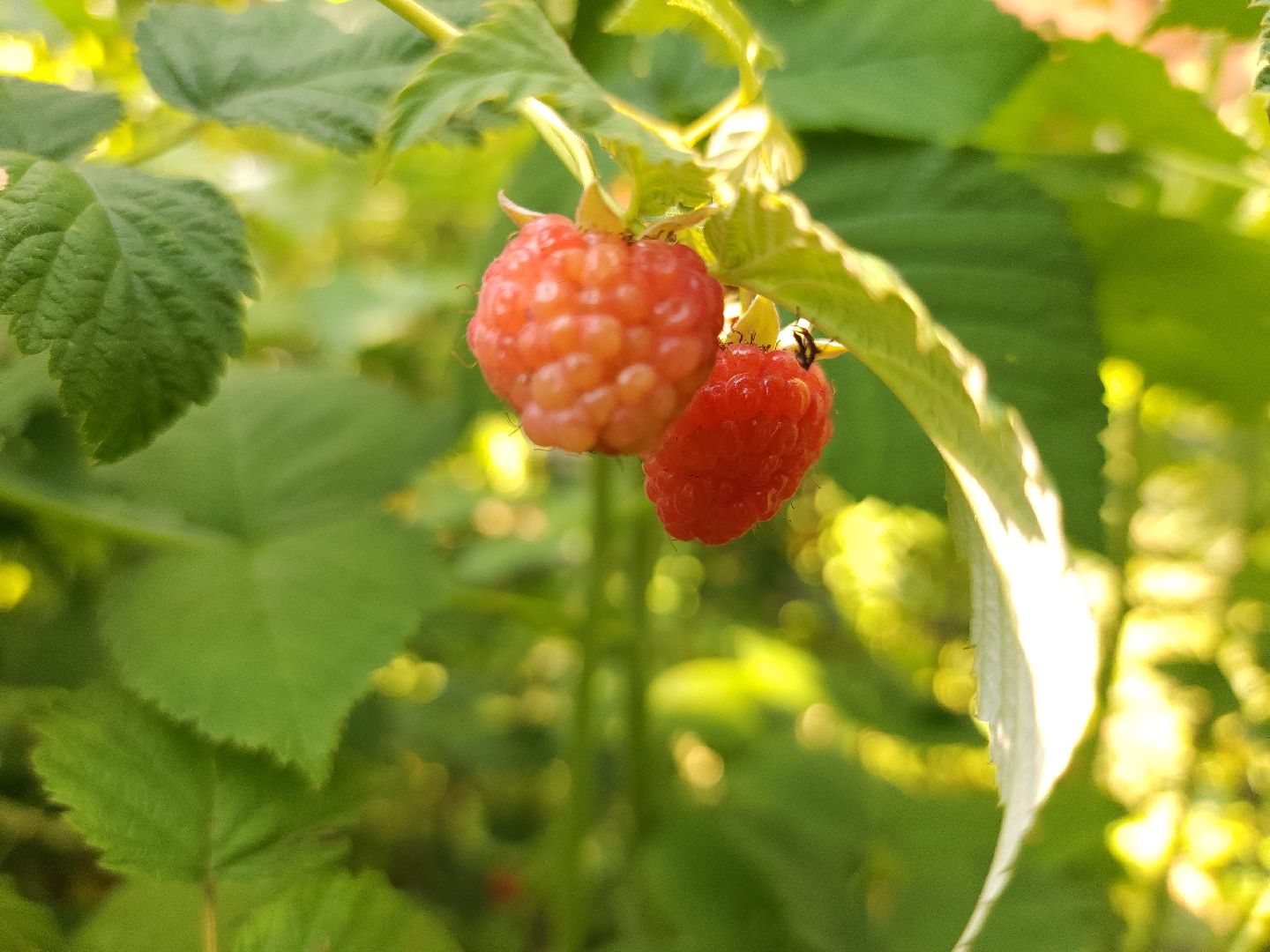 садоводство, огородничество, урожай, Старая Купавна, Богородский городской округ,
