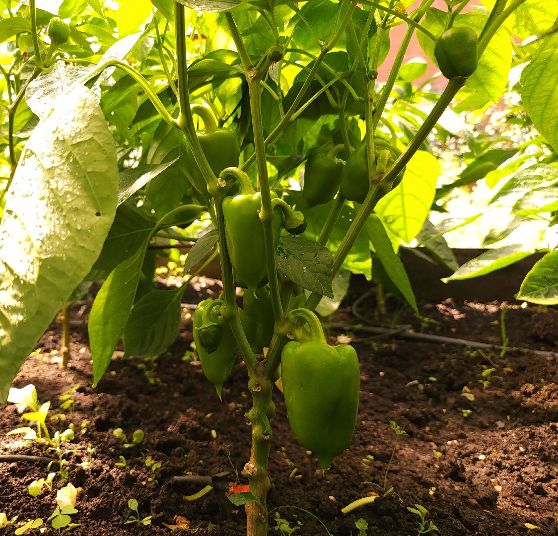 садоводство, огородничество, урожай, Старая Купавна, Богородский городской округ,