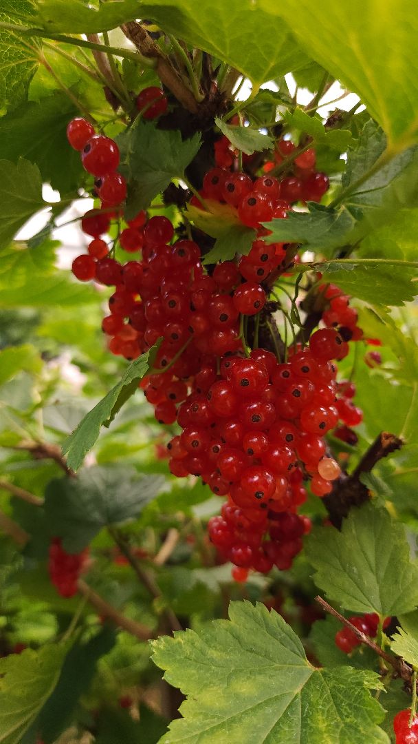 садоводство, огородничество, урожай, Старая Купавна, Богородский городской округ,