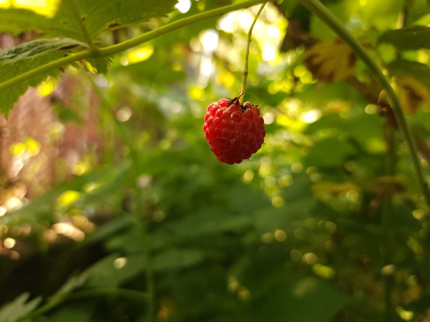 садоводство, огородничество, урожай, Старая Купавна, Богородский городской округ,