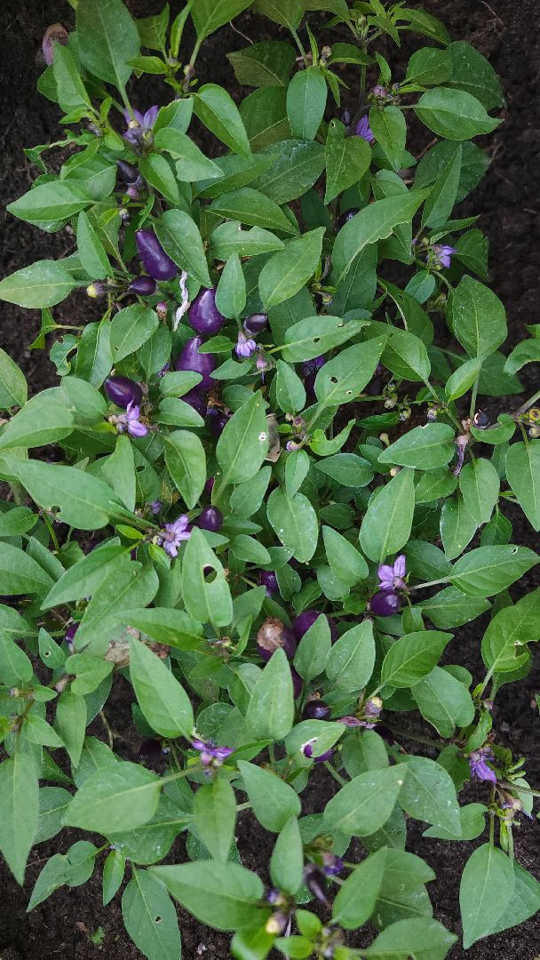 садоводство, огородничество, урожай, Старая Купавна, Богородский городской округ,