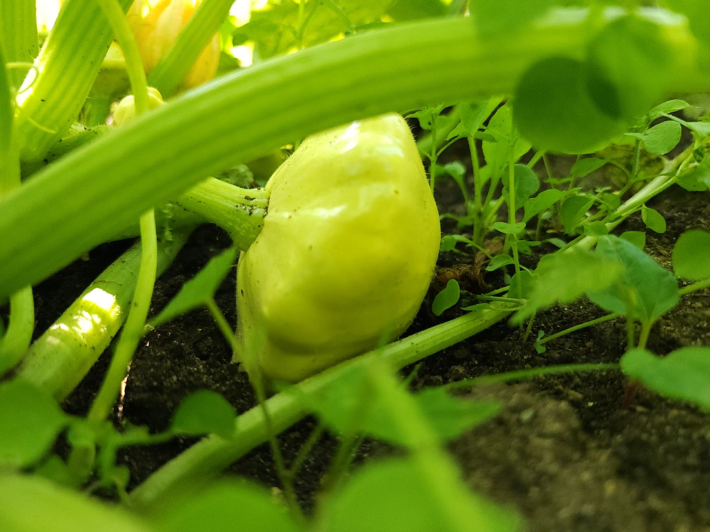 садоводство, огородничество, урожай, Старая Купавна, Богородский городской округ,