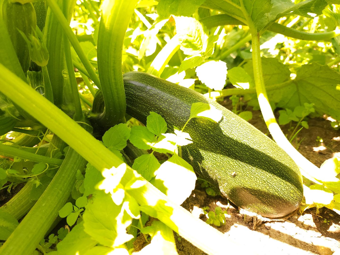 садоводство, огородничество, урожай, Старая Купавна, Богородский городской округ,