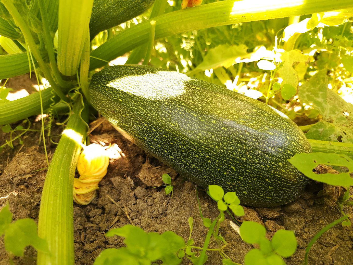 садоводство, огородничество, урожай, Старая Купавна, Богородский городской округ,