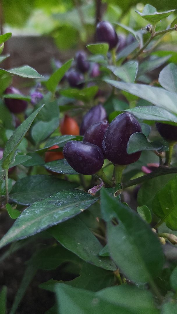 садоводство, огородничество, урожай, Старая Купавна, Богородский городской округ,