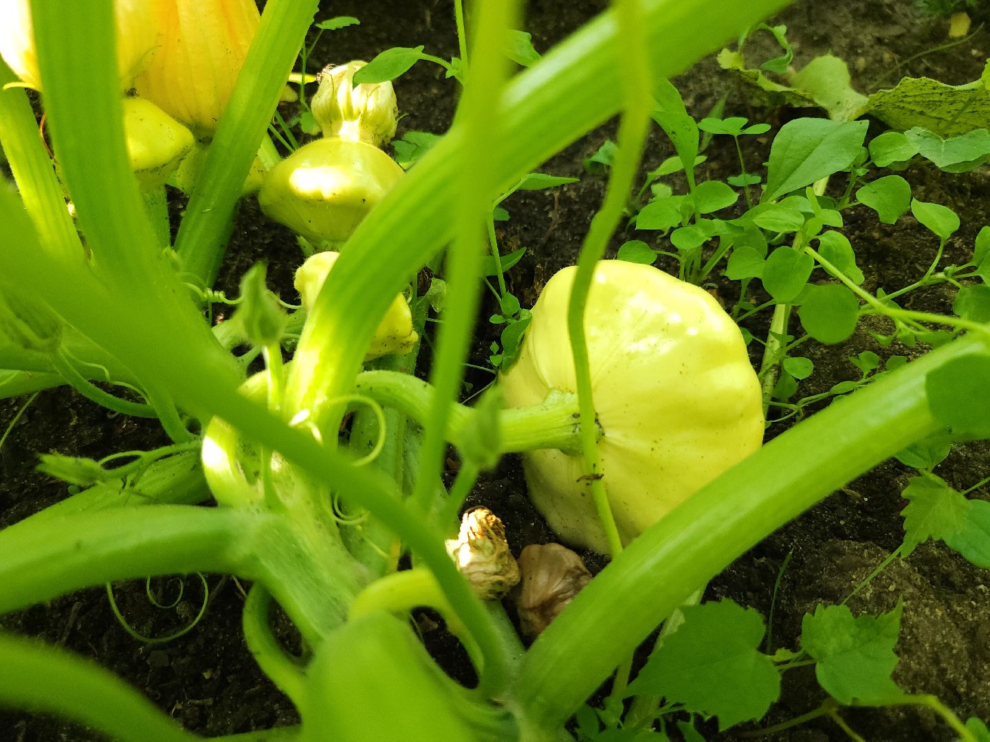 садоводство, огородничество, урожай, Старая Купавна, Богородский городской округ,