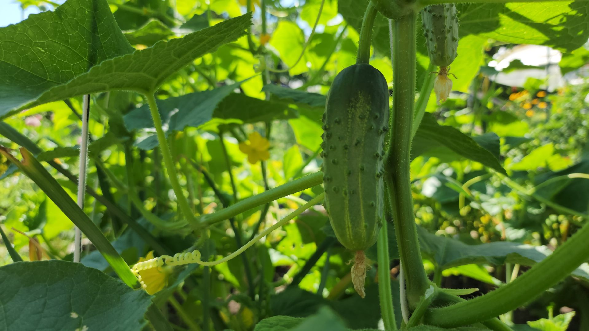 садоводство, огородничество, урожай, Старая Купавна, Богородский городской округ,