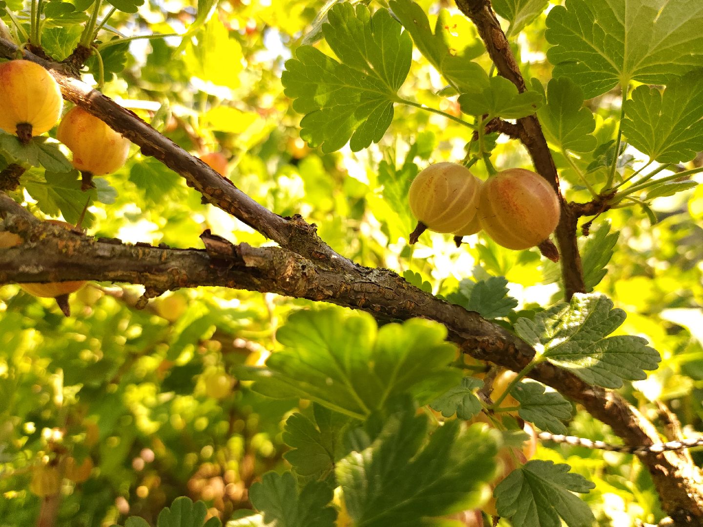 садоводство, огородничество, урожай, Старая Купавна, Богородский городской округ,