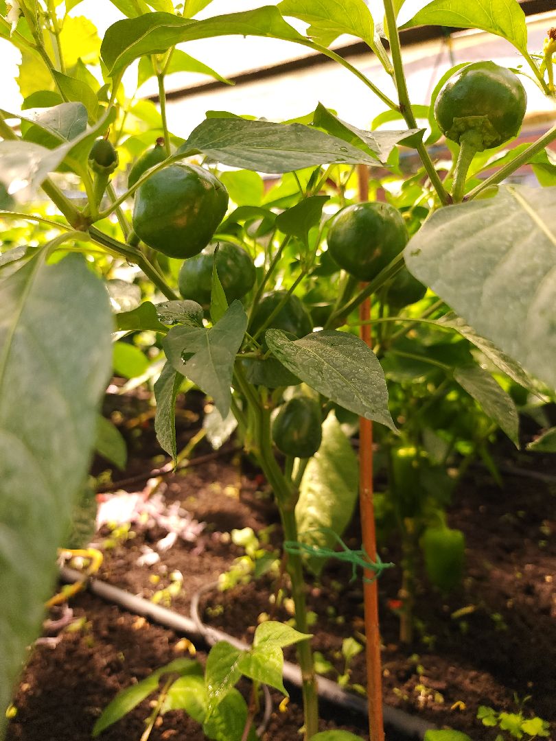 садоводство, огородничество, урожай, Старая Купавна, Богородский городской округ,