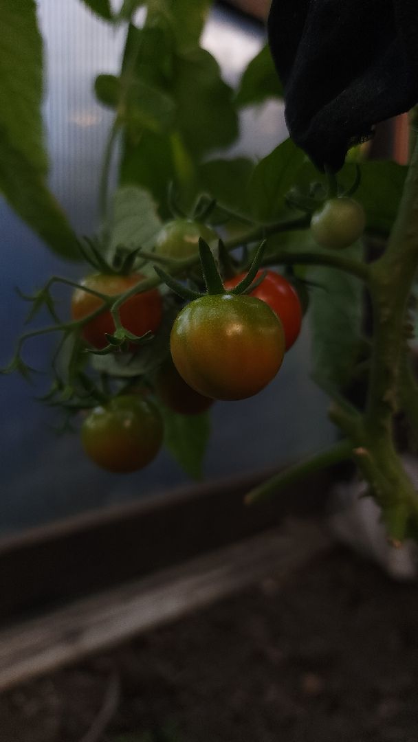 садоводство, огородничество, урожай, Старая Купавна, Богородский городской округ,