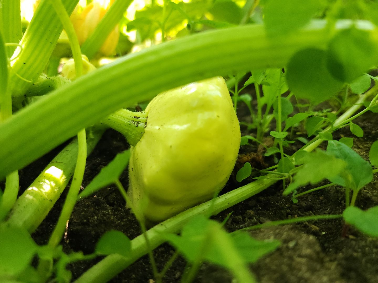 садоводство, огородничество, урожай, Старая Купавна, Богородский городской округ,