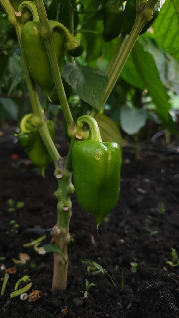 садоводство, огородничество, урожай, Старая Купавна, Богородский городской округ,