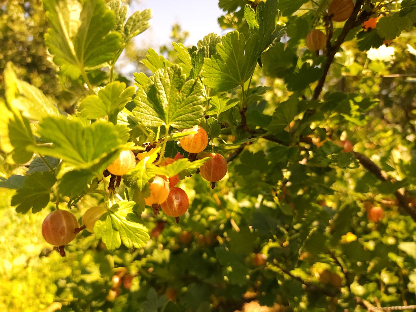 садоводство, огородничество, урожай, Старая Купавна, Богородский городской округ,