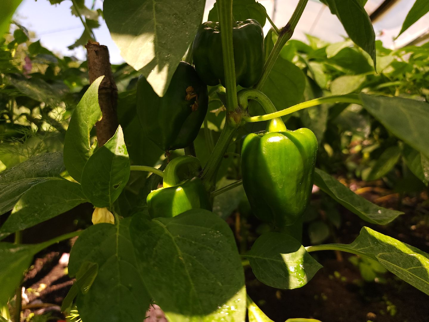 садоводство, огородничество, урожай, Старая Купавна, Богородский городской округ,