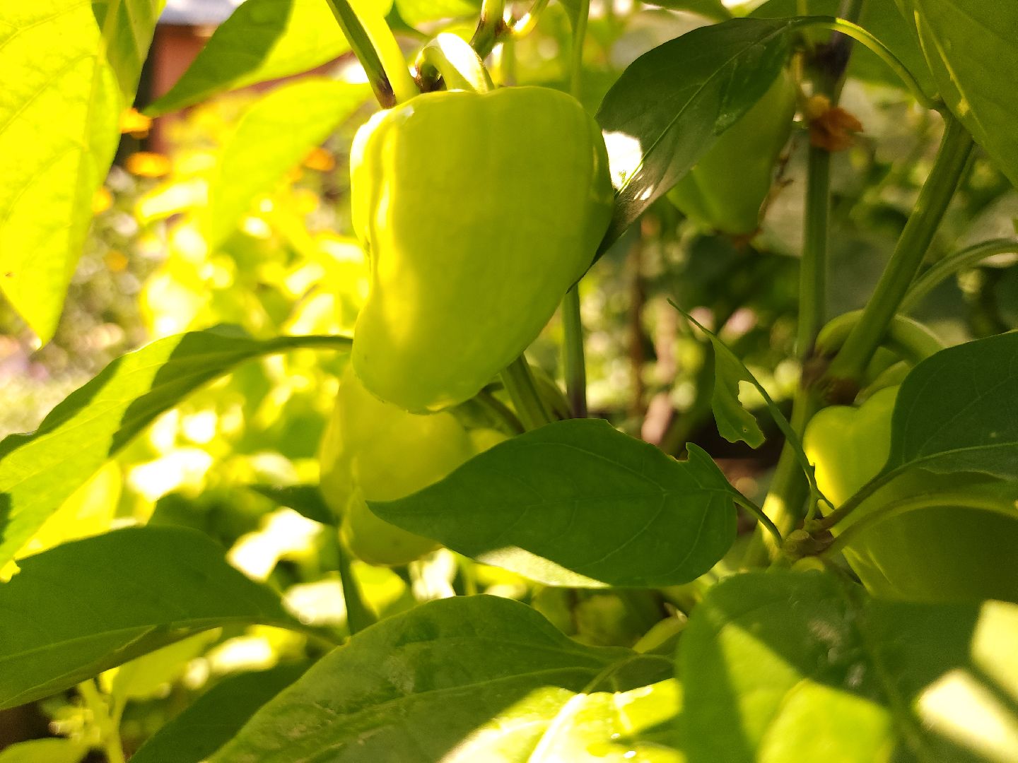 садоводство, огородничество, урожай, Старая Купавна, Богородский городской округ,
