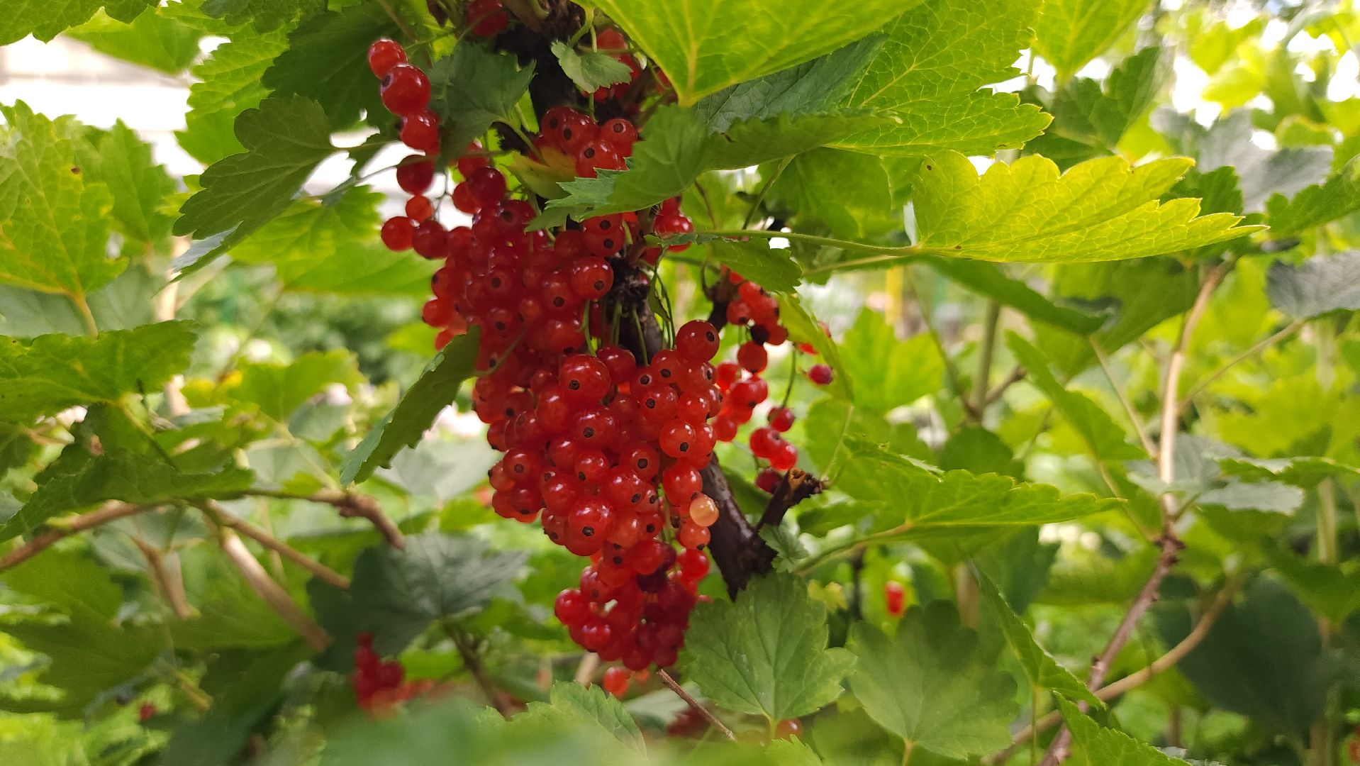 садоводство, огородничество, урожай, Старая Купавна, Богородский городской округ,
