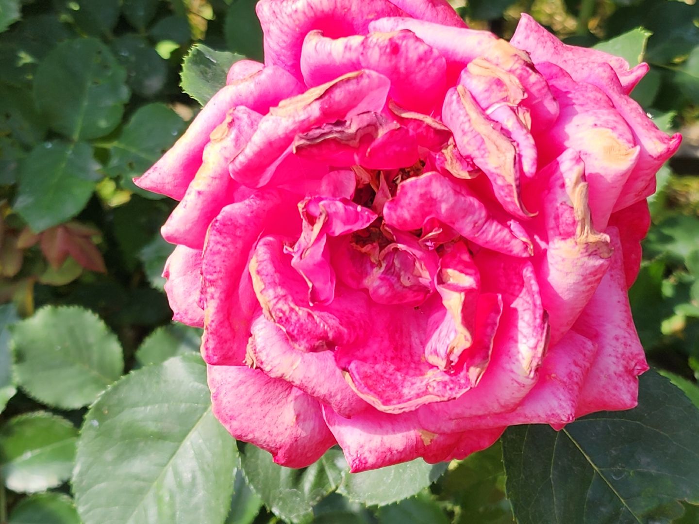 Звенигород, Туризм, Культура,