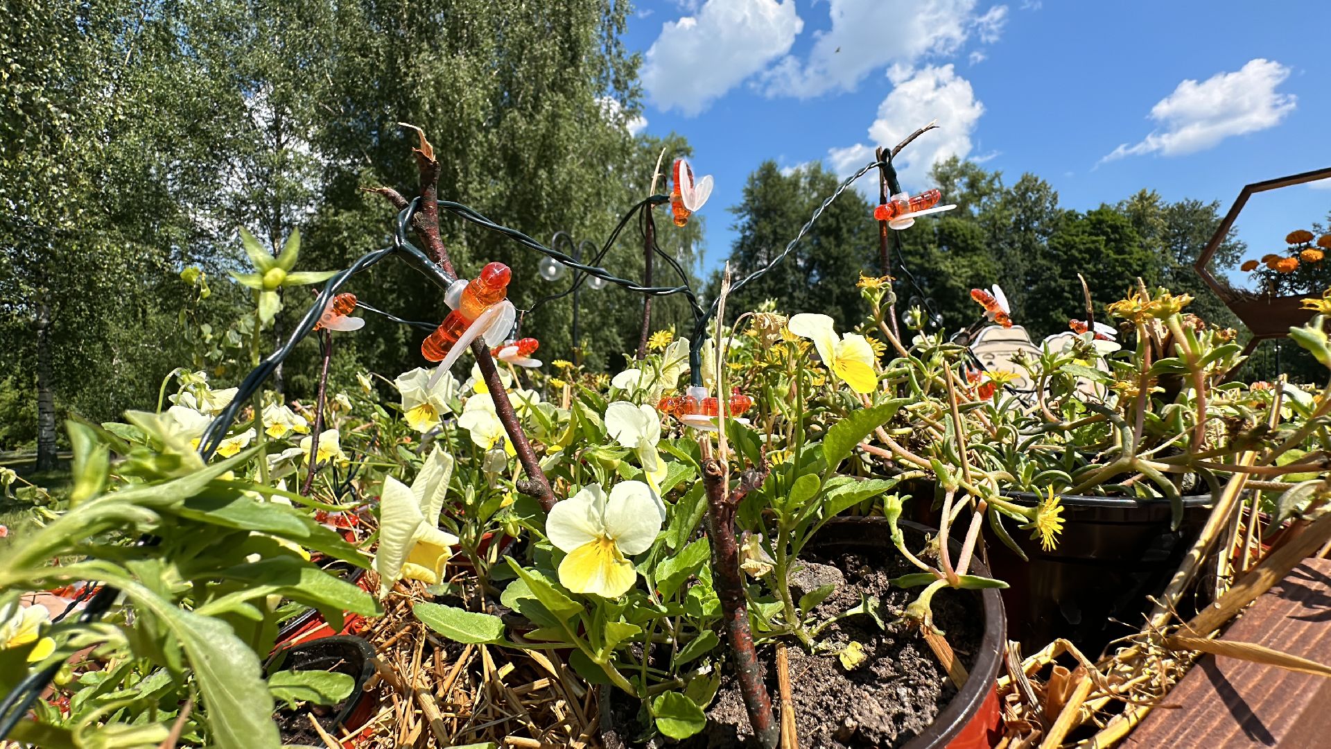 Клин, общество, фестивали, культура, цветы, флористика,