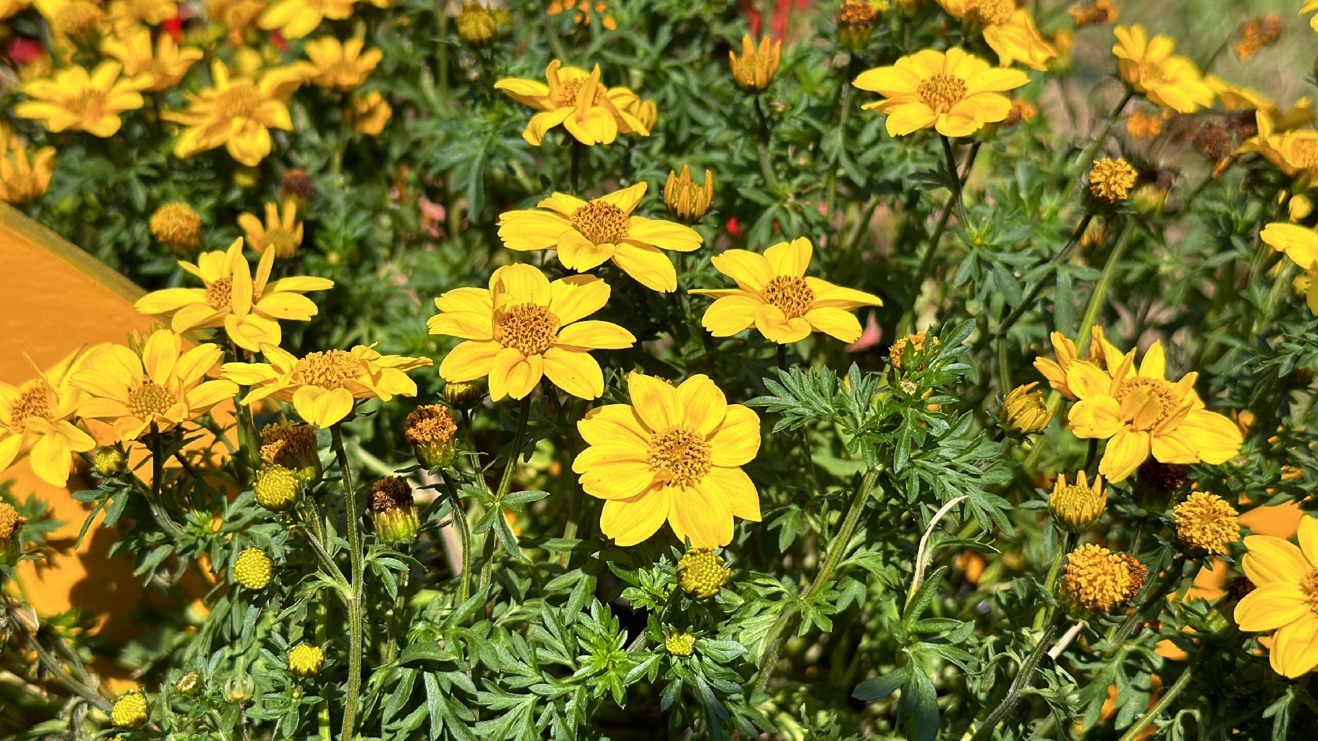 Клин, общество, фестивали, культура, цветы, флористика,