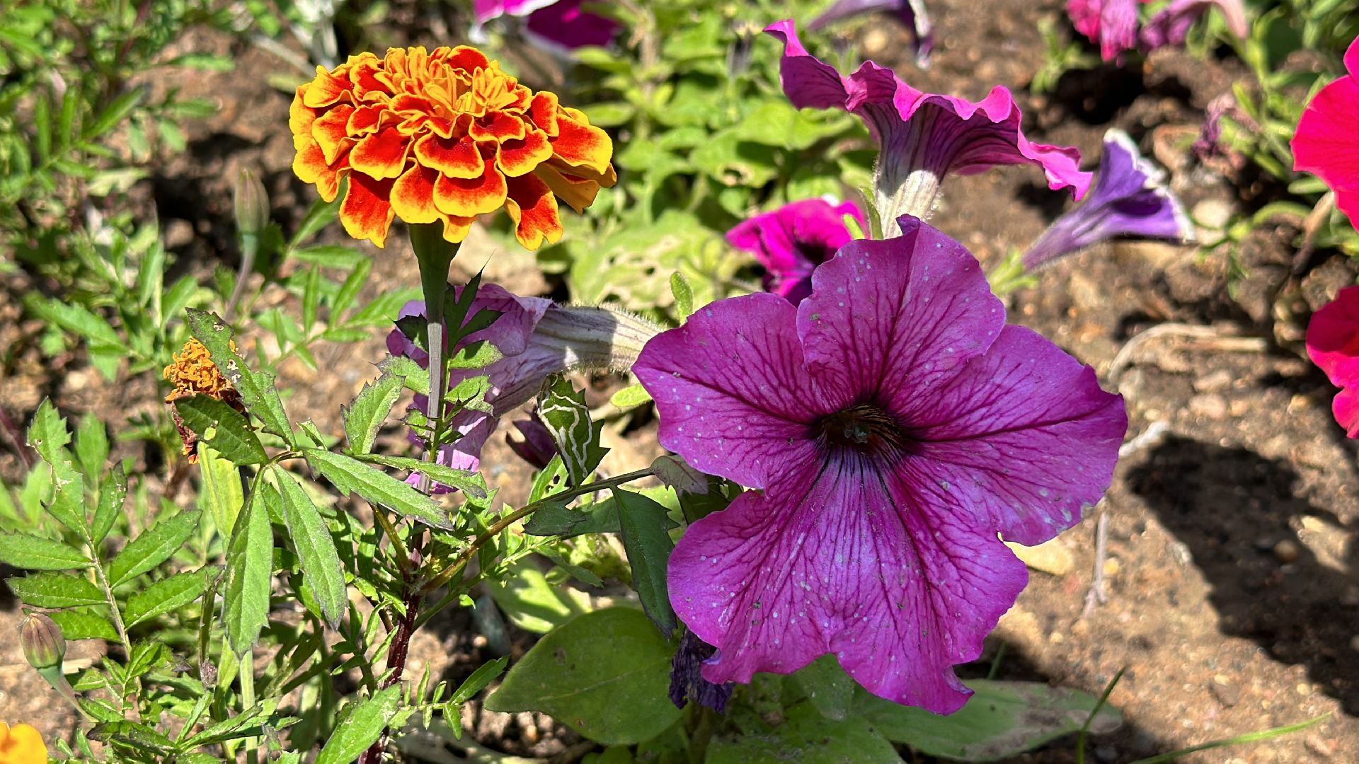 Клин, общество, фестивали, культура, цветы, флористика,