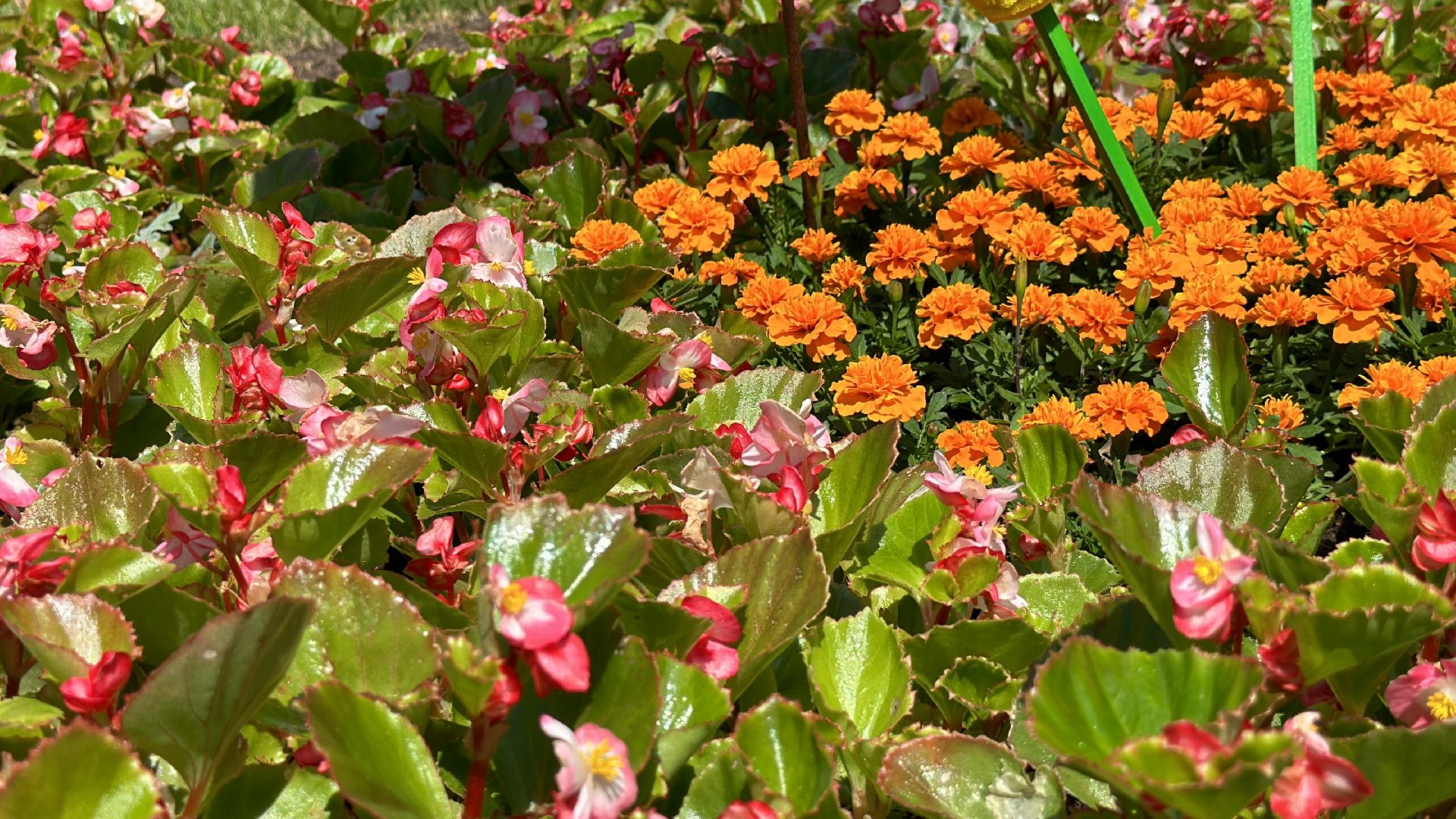 Клин, общество, фестивали, культура, цветы, флористика,