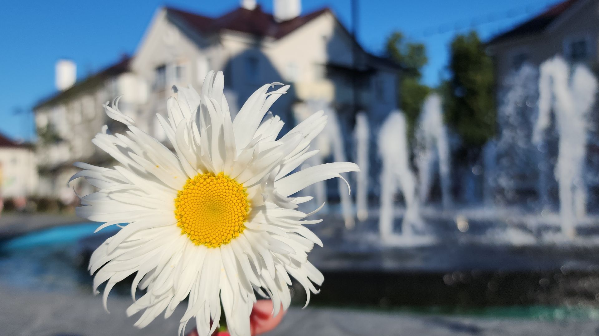 8 июля, день семьи любви и верности, электросталь, мой город, жители города, праздник,