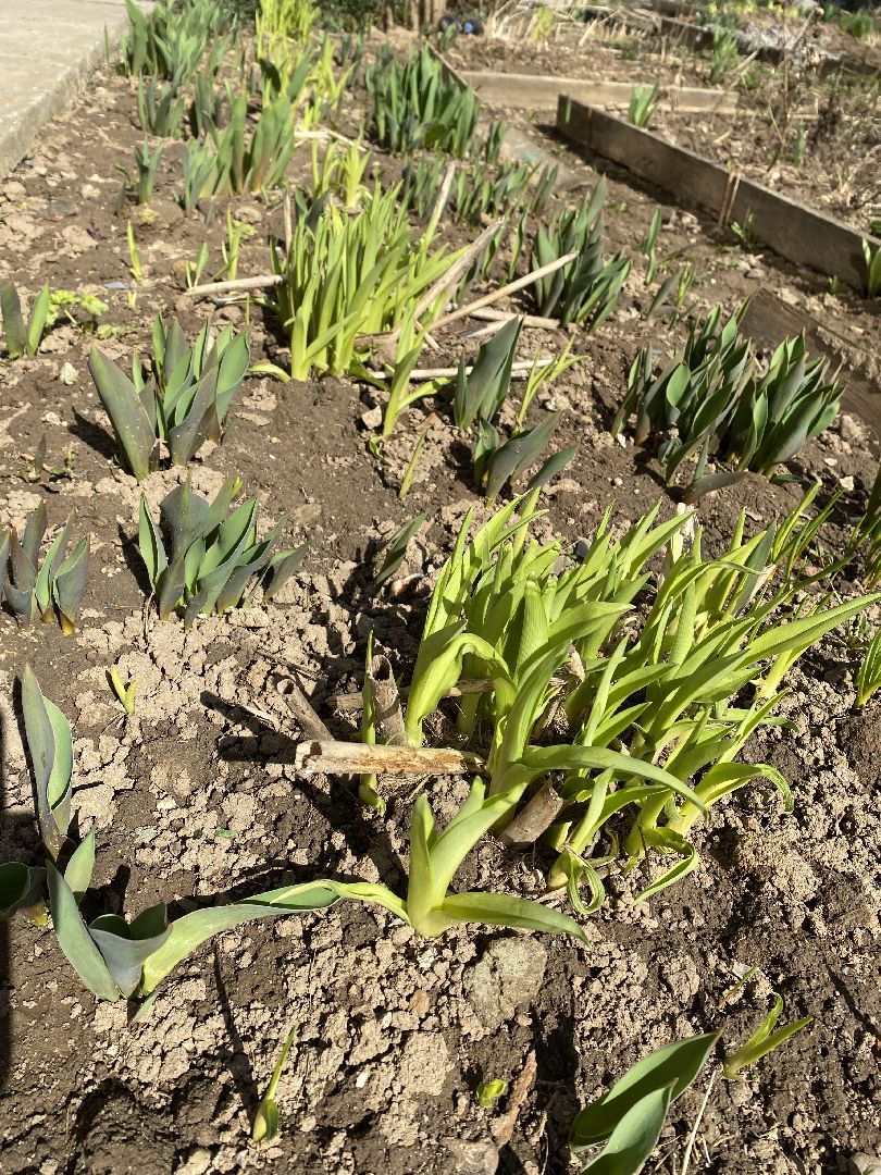 Чехов, перемены, благоустройство, двор, клумба