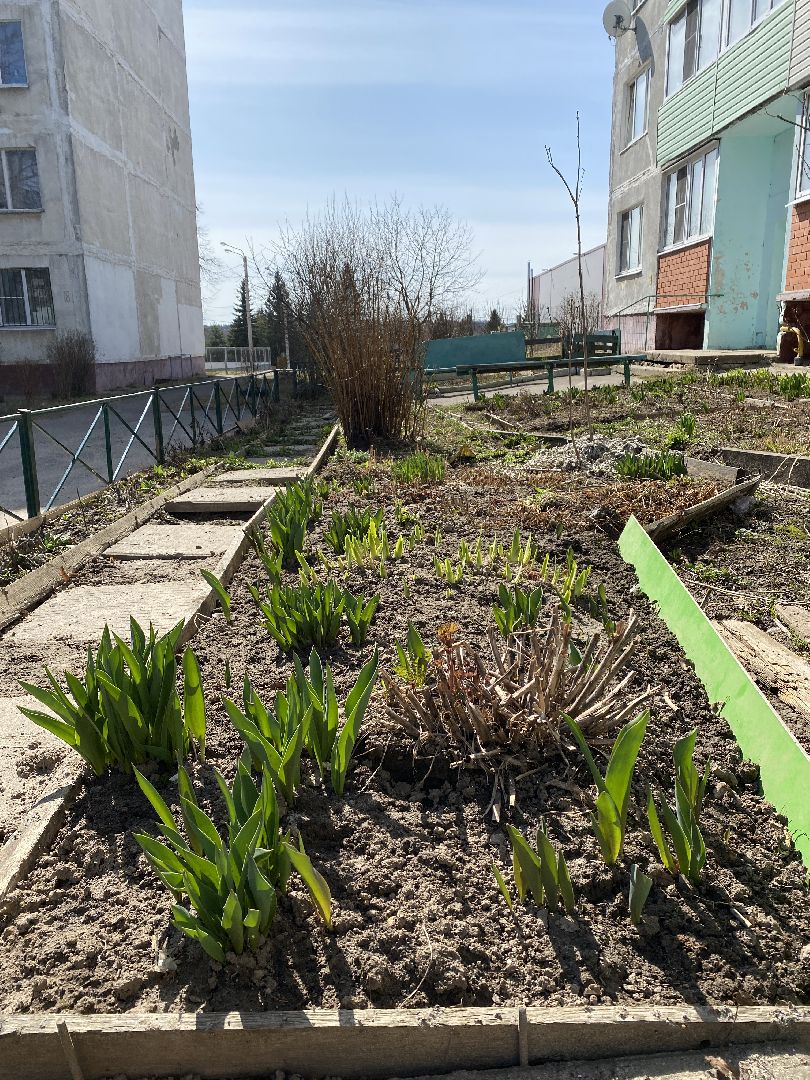 Чехов, перемены, благоустройство, двор, клумба