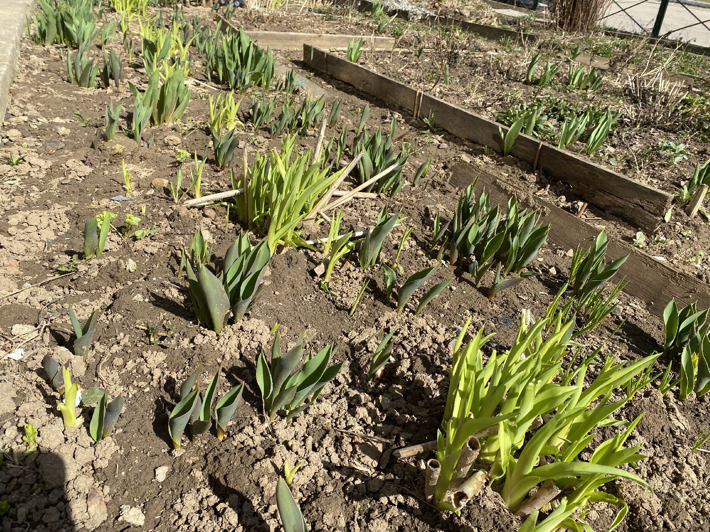 Чехов, перемены, благоустройство, двор, клумба