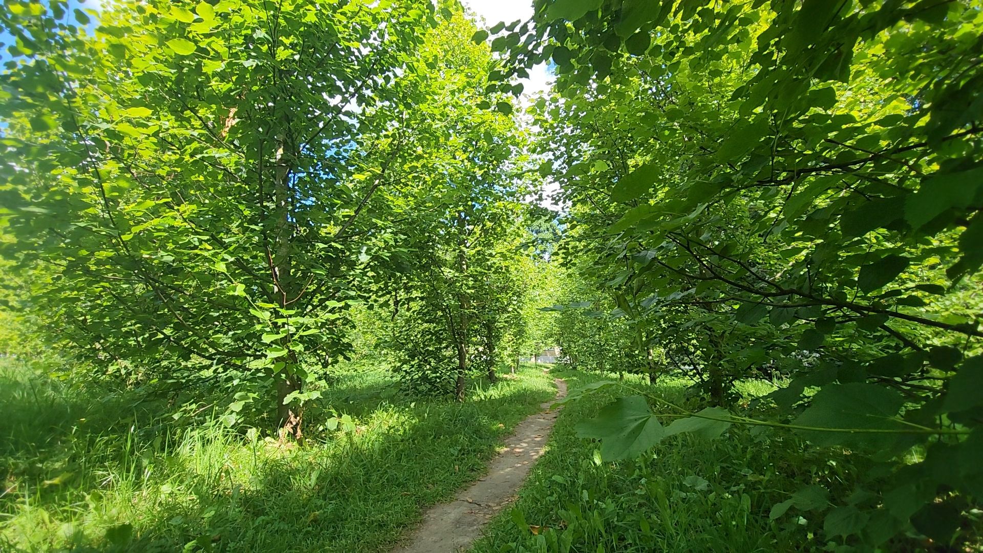 одинцово, летний отдых, благоустройство, пешком, губернатор,