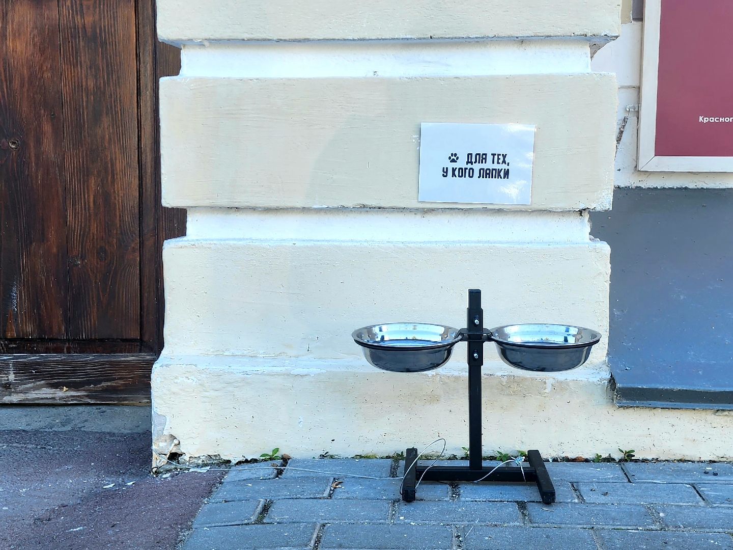 Коломна, помощь бездомным животным,