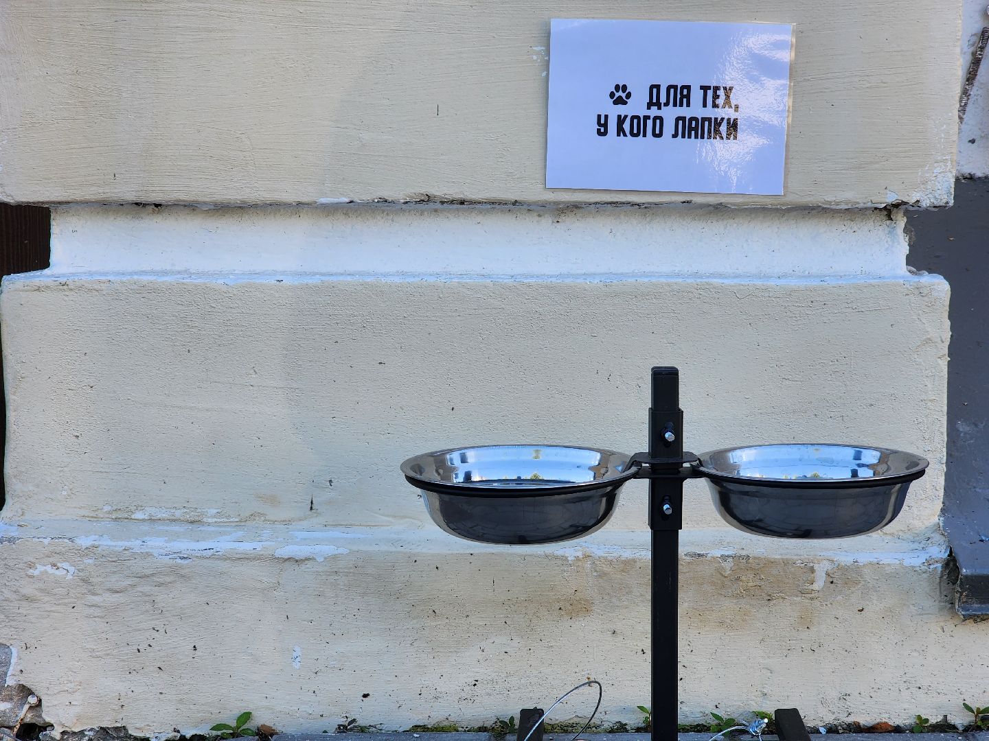 Коломна, помощь бездомным животным,