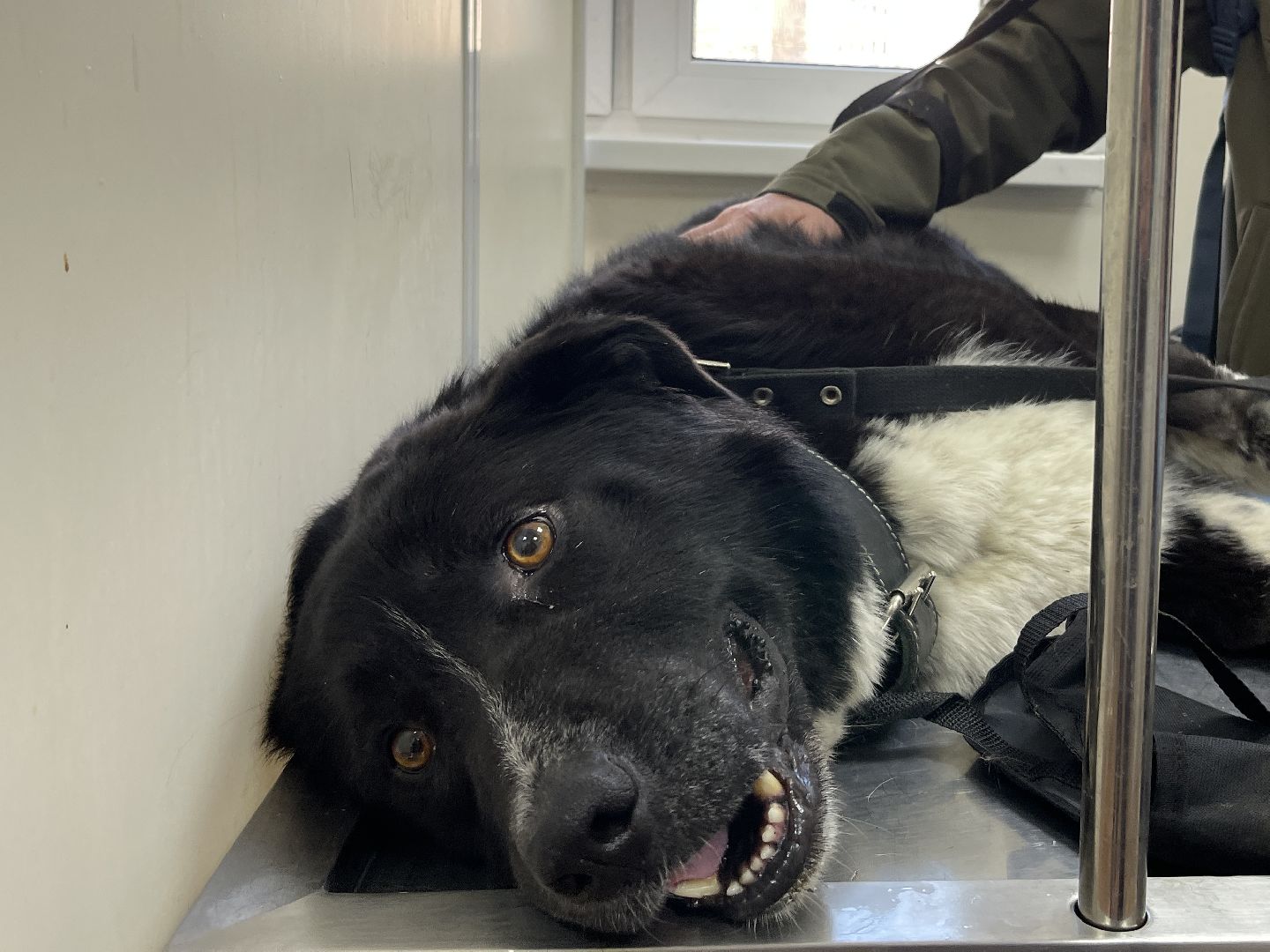 Пироплазмоз, вирус, клещи, собаки, инфекция, лечение, ветеринария,