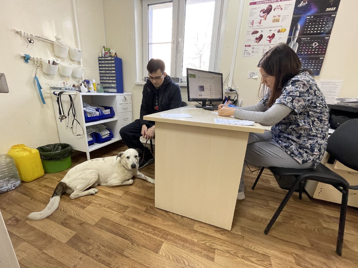 Пироплазмоз, вирус, клещи, собаки, инфекция, лечение, ветеринария,