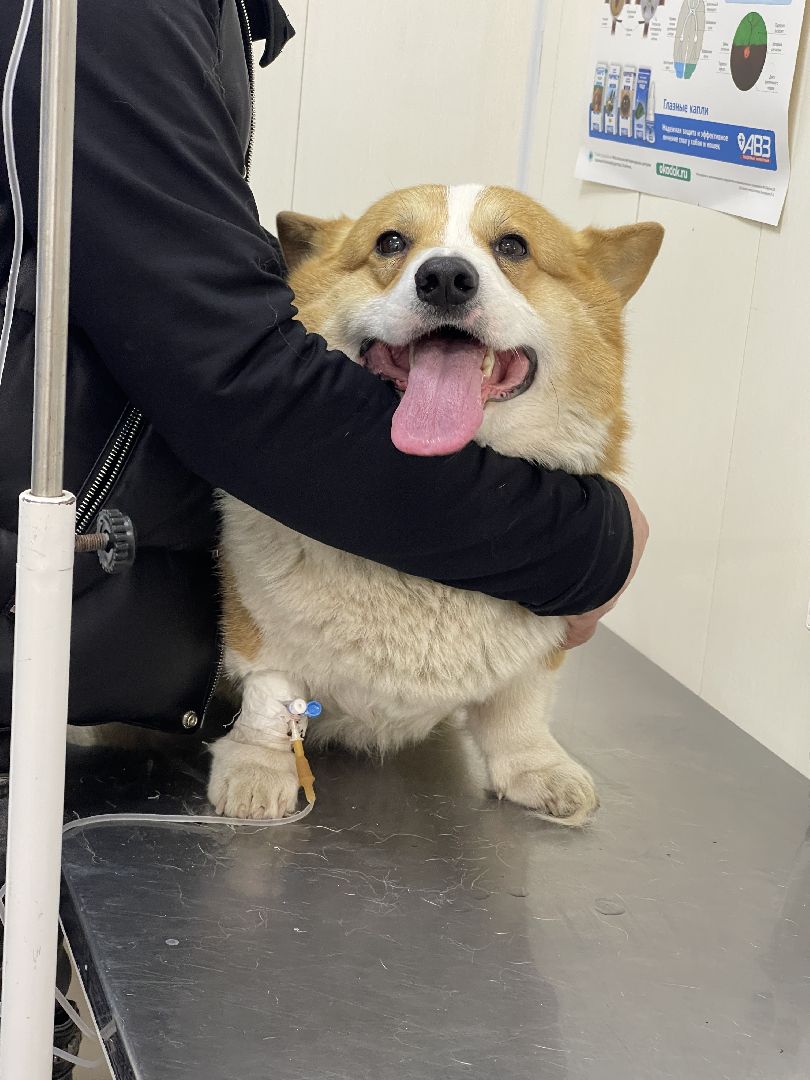 Пироплазмоз, вирус, клещи, собаки, инфекция, лечение, ветеринария,