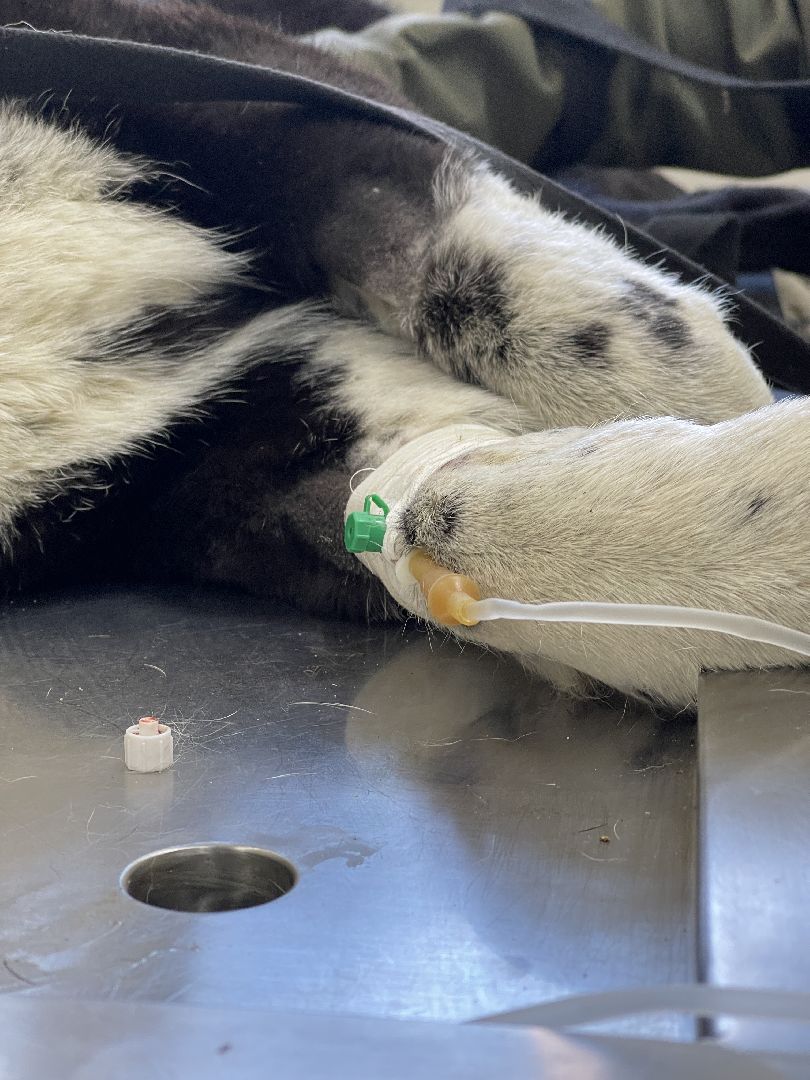 Пироплазмоз, вирус, клещи, собаки, инфекция, лечение, ветеринария,