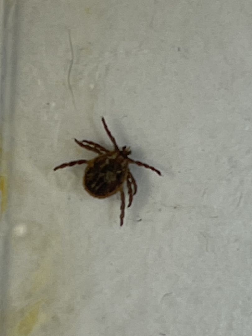 Пироплазмоз, вирус, клещи, собаки, инфекция, лечение, ветеринария,