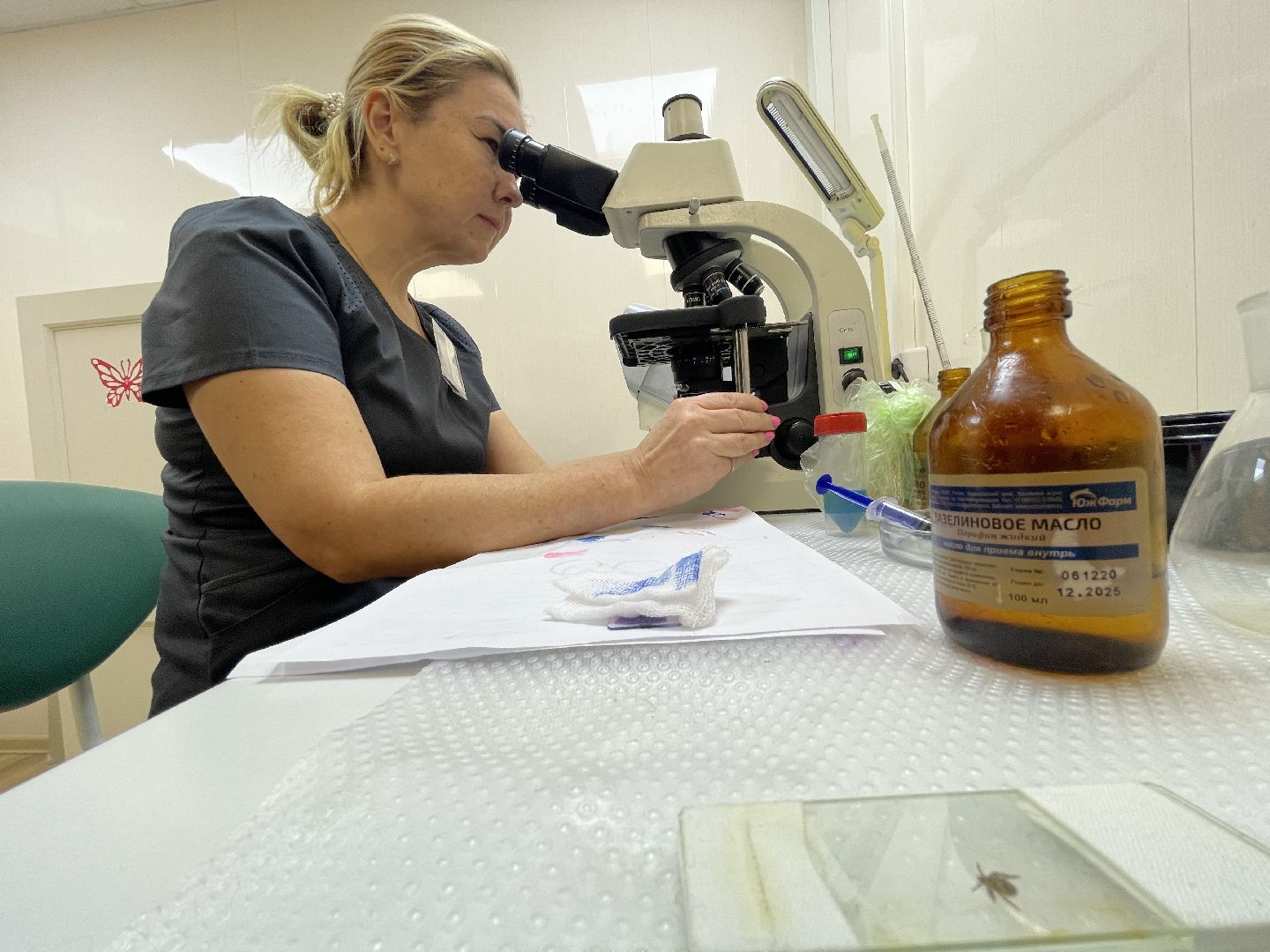 Пироплазмоз, вирус, клещи, собаки, инфекция, лечение, ветеринария,